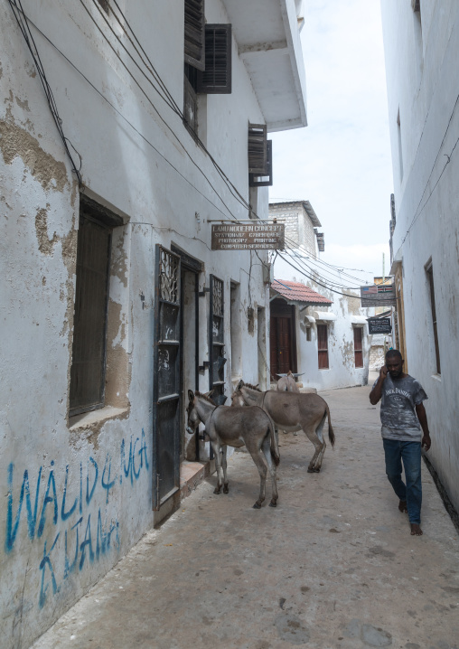Kenyan man speaking on the phone in the street passing in front of donkeys, Lamu county, Lamu town, Kenya