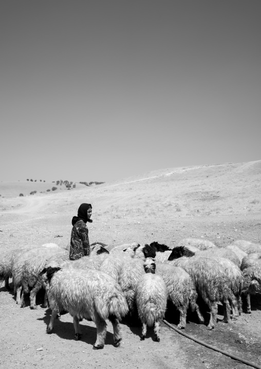 Kurdish Sheperd, Azaban, Kurdistan, Iraq