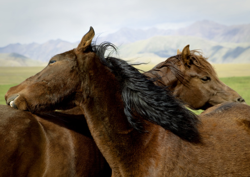 Horses In The Steppe, Saralasaz Jailoo, Kyrgyzstan