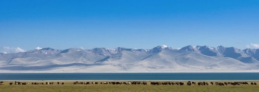 Herd Of Sheep Grazing In Front Of Song Kol Lake, Jaman Echki Jailoo Village, Kyrgyzstan