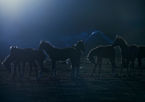 Herd Of Horses In The Village Of Jaman Echki Jailoo, Song Kol Lake Area, Kyrgyzstan