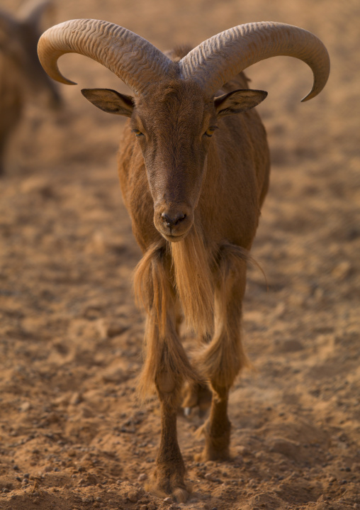 Barbary sheep in the desert, Tripolitania, Ghadames, Libya