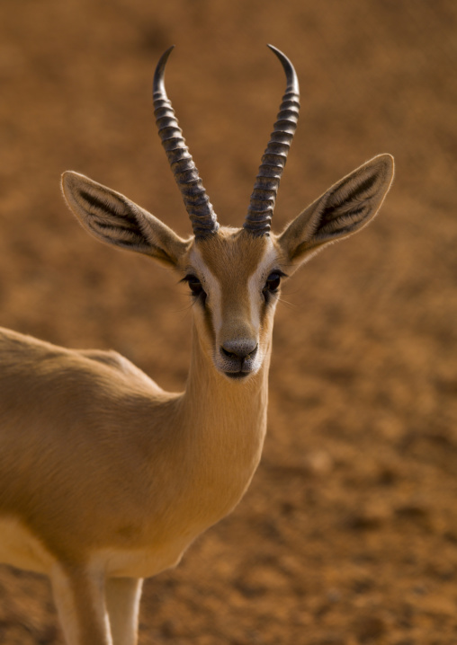 North african gazelle in the desert, Tripolitania, Ghadames, Libya