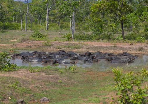 Buffalos having a mud bath, Phonsaad, Laos