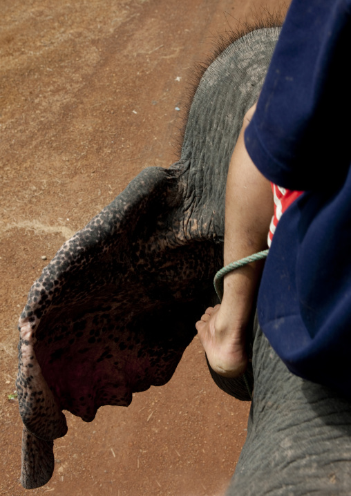 Man riding an elephant, Don khon, Laos