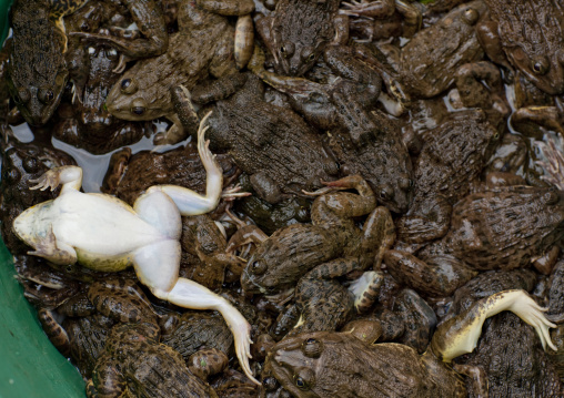 Frogs on a market, Pakse, Laos