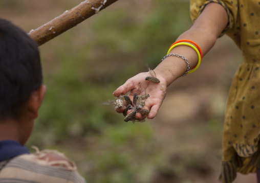 Khmu minority kids collecting insects, Xieng khouang, Laos