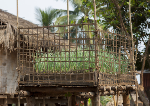 Protected garden, Houei xay, Laos
