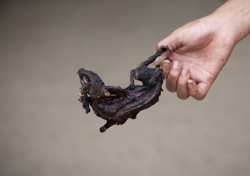 Dried squirrel sold on a market, Luang prabang, Laos