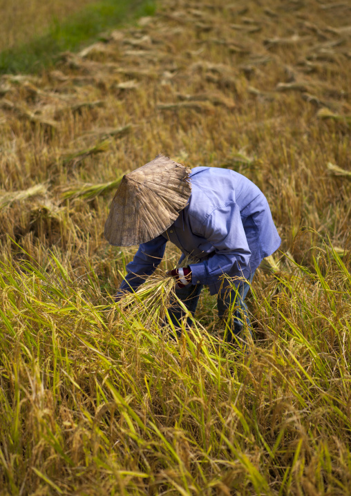 Farmer in a rice field, Vientiane, Laos