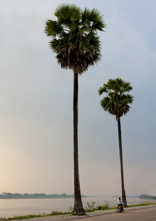 Palm trees on mekong river, Thakhek, Laos