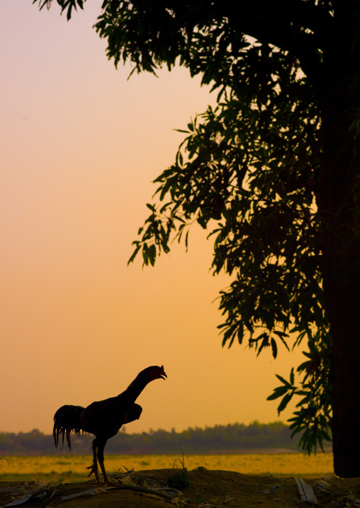Chicken in front of mekong river, Vientiane, Laos