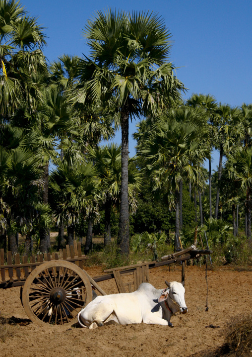 Ox Cart, Bagan, Myanmar