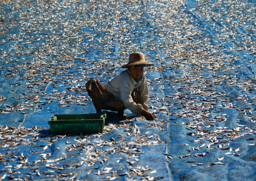 Women Putting Dried Fish In Ngapali, Myanmar