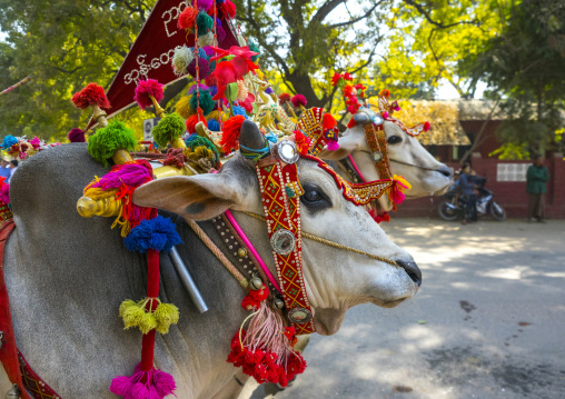 Decorated Ox Cart During A Novice Parade, Bagan,  Myanmar
