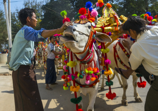 Decorated Ox Cart During A Novice Parade, Bagan,  Myanmar