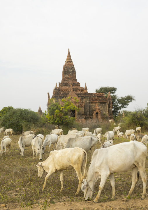 Bagan Plain Dotted With Thousands Of Temple Ruins, Bagan, Myanmar