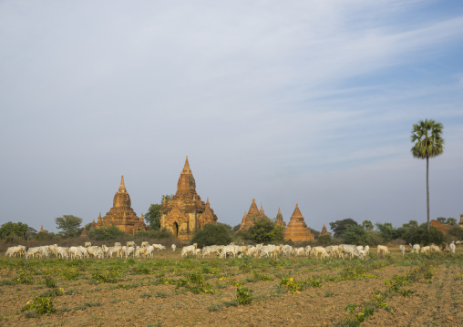 Bagan Plain Dotted With Thousands Of Temple Ruins, Bagan, Myanmar