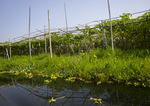 Floating Gardens, Inle Lake, Myanmar