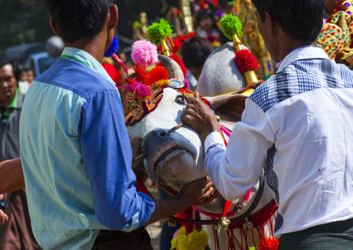 Decorated Ox Cart During A Novice Parade, Bagan,  Myanmar