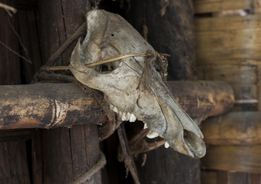 Animal Skull In Front Of A House, Mindat, Myanmar