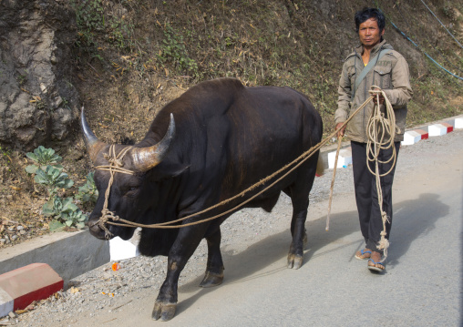 Man With A Gaur In The Street, Mindat, Myanmar