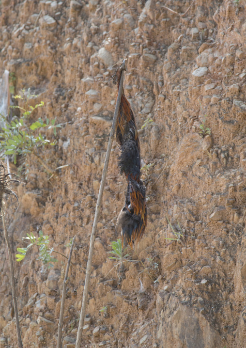 Sacrified Chicken In Front Of A House, Mindat, Myanmar