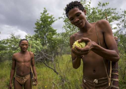Bushman Cutting An Oryx Cucumber, Tsumkwe, Namibia
