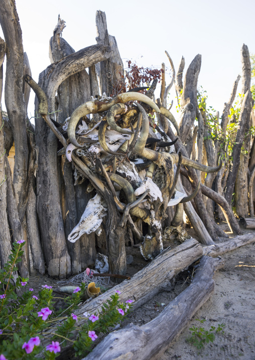 Cow Horns, Ondangwa, Namibia
