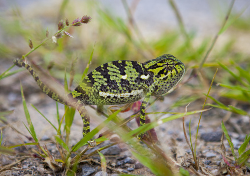 Chameleon, Tsumkwe, Namibia