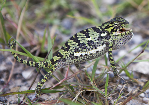 Chameleon, Tsumkwe, Namibia