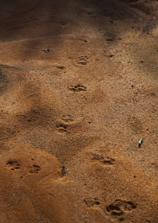 Leopard Footprint, Okonjima, Namibia
