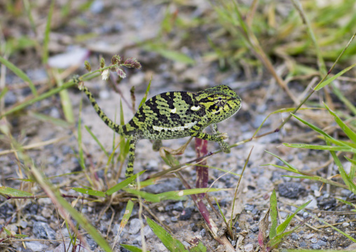 Chameleon, Tsumkwe, Namibia
