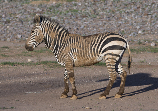 Hartman's Mountain Zebra, Grootberg, Namibia
