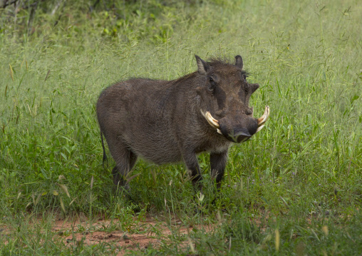 Warthog, Okonjima, Namibia