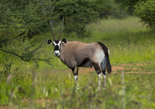 Oryx, Okonjima, Namibia