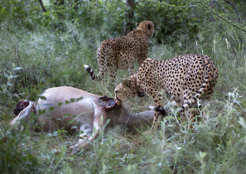 Collared Cheetahs Eating, Africat Foundation, Okonjima, Namibia