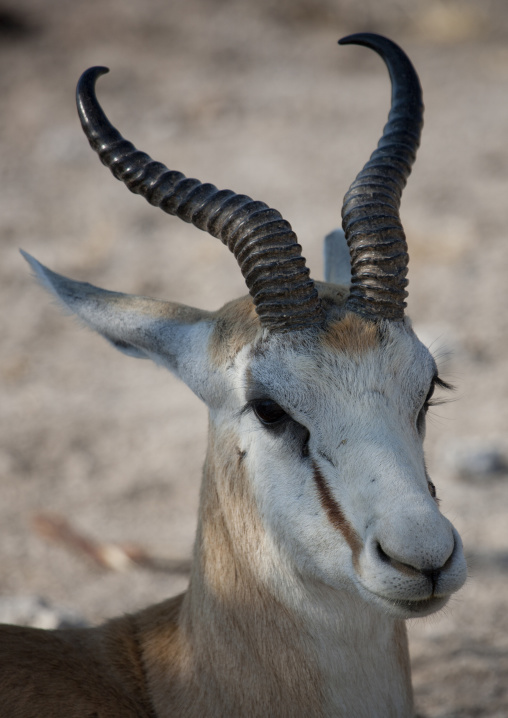 Springbok In Etosha National Park, Namibia