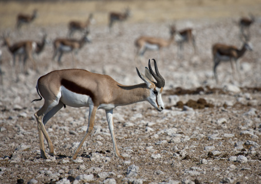 Springbok In Etosha National Park, Namibia