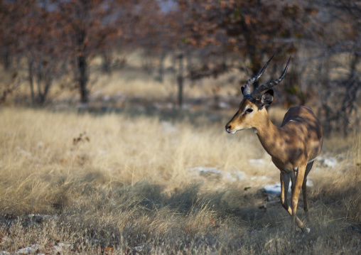 Springbock, Etosha, Namibia