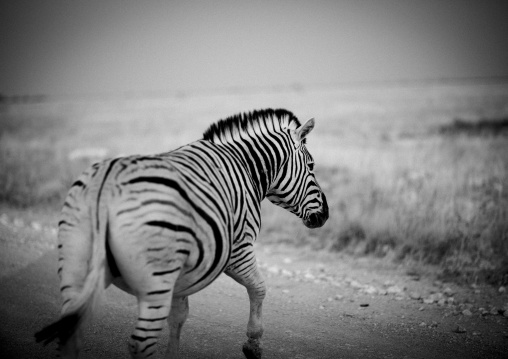 Zebra In Etosha National Park, Namibia