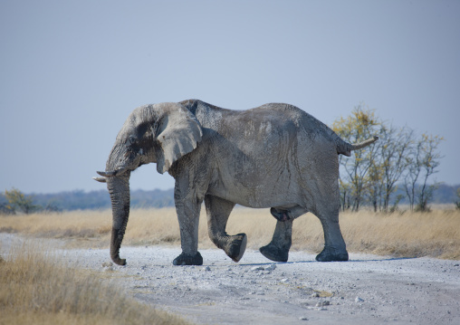 Elephant In Etosha National Park, Namibia