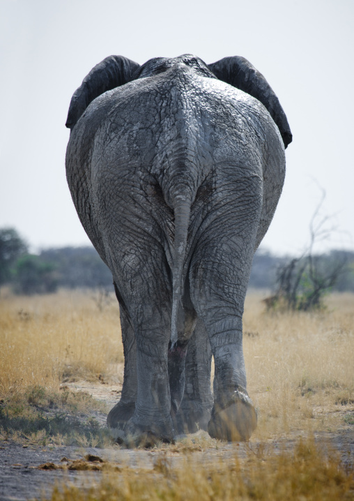 Elephant In Etosha National Park, Namibia