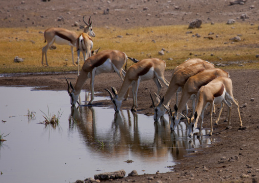 Springboks Drinking At A Watering Place,  Etosha National Park, Namibia