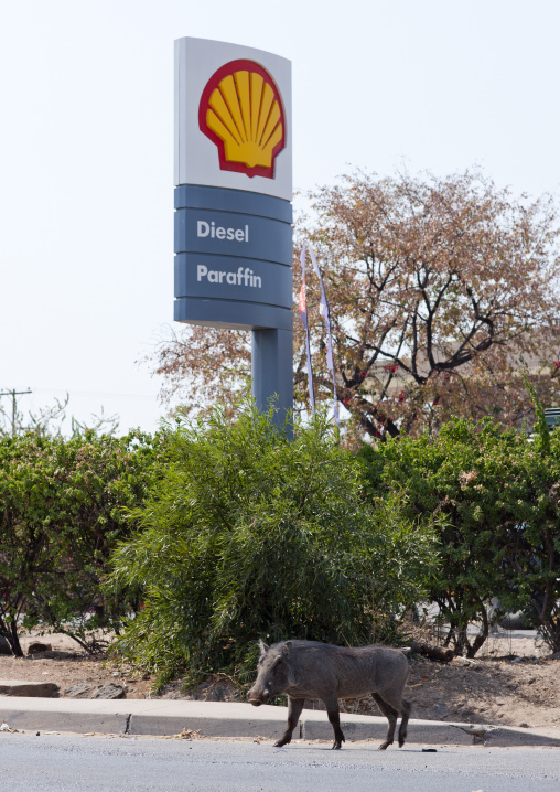 Warthog In The Streets Of Katina Mulilo Village, Caprivi Region, Namibia