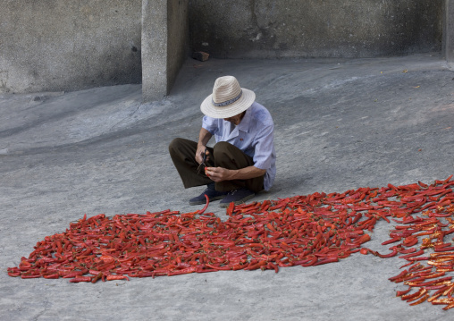 North Korean man drying kimchi spcies on the pavement, Pyongan Province, Pyongyang, North Korea