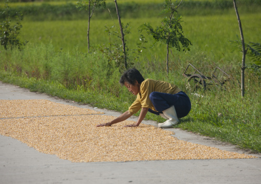 North Korean woman spreading corn on a road, North Hamgyong Province, Chilbo Sea, North Korea