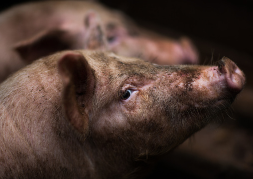 Dirty pigs, North Hamgyong Province, Jung Pyong Ri, North Korea