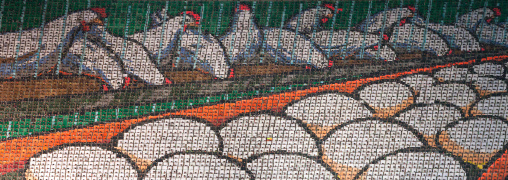 Chickens and eggs made by children pixels holding up colored boards during Arirang mass games in may day stadium, Pyongan Province, Pyongyang, North Korea