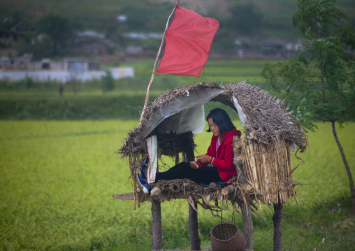 North Korean girl in a little shelter to monitor the fields in the countryside, North Hwanghae Province, Kaesong, North Korea